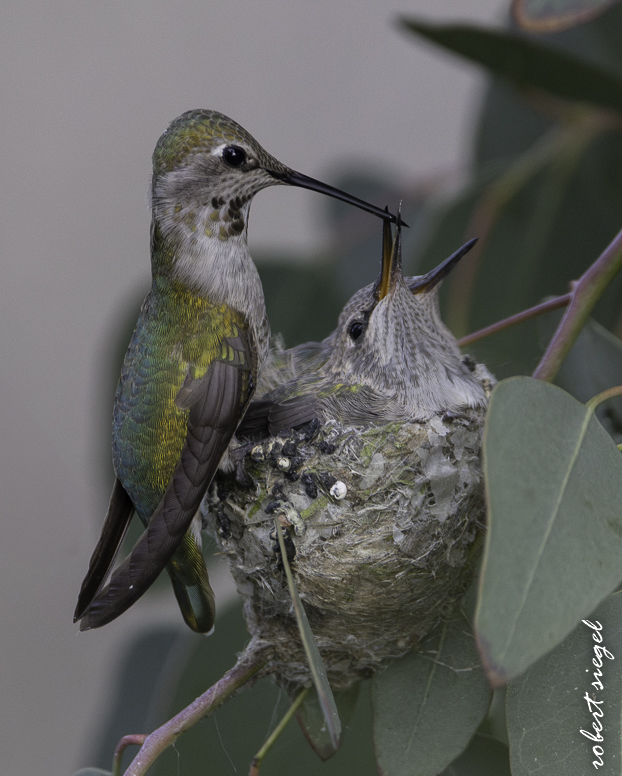 emily renzel wetlands 2026